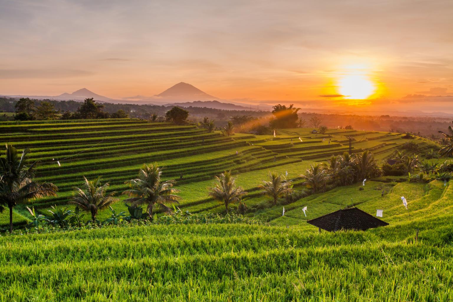 Recuni Header Image Bali_rice_fields_small