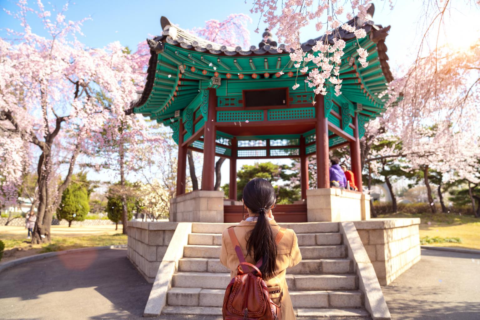 Recuni City Pictures Cherry_Blossom_in_Seoul_small.jpg