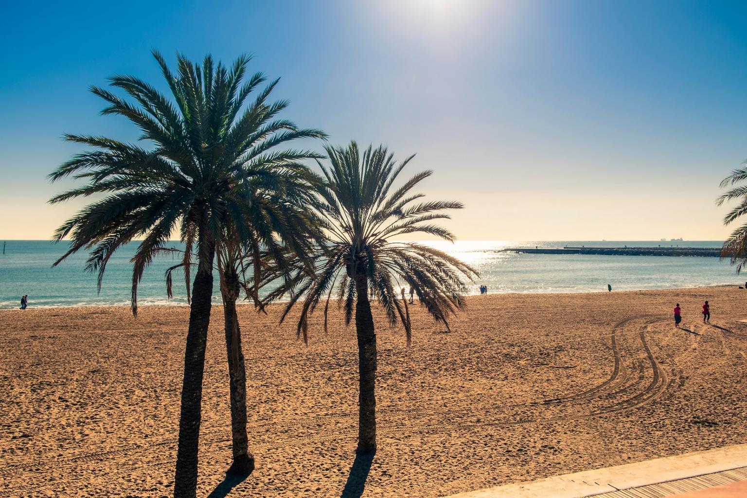 Recuni City Pictures Palmtrees_at_the_beach_small